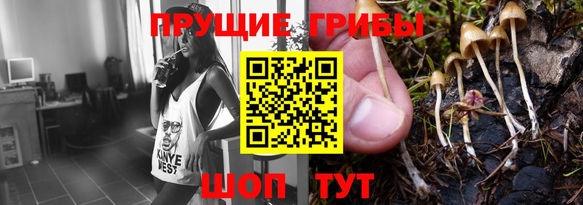 Галлюциногенные грибы Psilocybe  Вход с VPN  цены   Избербаш  Галлюциногенные грибы GOLDEN TEACHER 